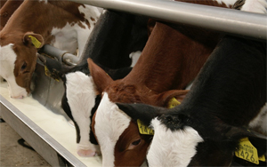 Kalveren_in_de_stal_voerbak