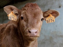 animal-3225721_960_720-300x200