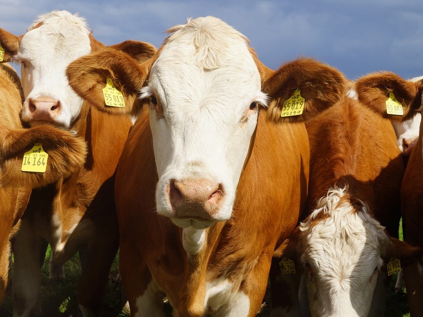 calves-3650925_960_720