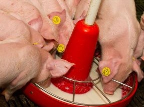 csm_milk-drinking-piglets_caee2ee290-287x300