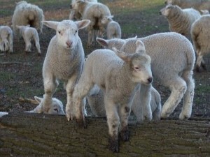 sheep-13289_960_720-300x284